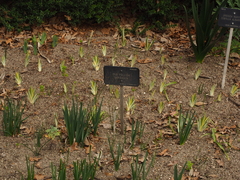 Iris pallida