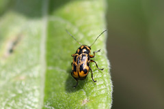 Pachybrachis hieroglyphicus