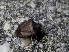 Euschistus obscurus