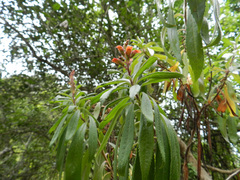 Digitalis chalcantha