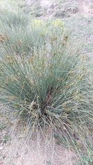 Schoenus nigricans