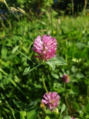 Trifolium pratense