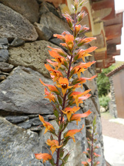 Digitalis chalcantha