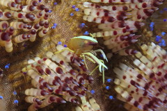 Allopontonia brockii