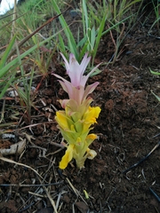 Curcuma pseudomontana
