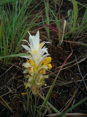 Curcuma pseudomontana