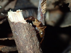 Camponotus sexpunctatus