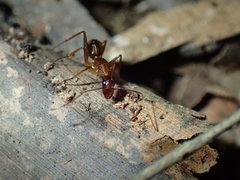 Camponotus sexpunctatus