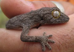 Strophurus strophurus