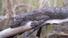 Strophurus strophurus