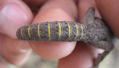 Strophurus strophurus