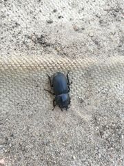 Dorcus parallelipipedus