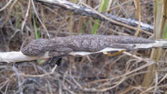 Strophurus strophurus