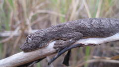 Strophurus strophurus