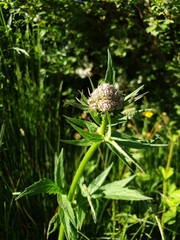 Valeriana officinalis