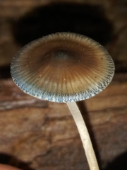 Mycena subcaerulea