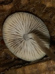 Mycena subcaerulea