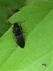 Agriotes fucosus