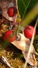 Gaultheria procumbens image
