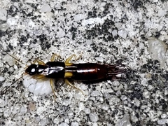 Spongiphoridae