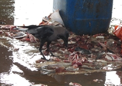 Corvus splendens