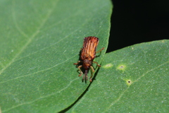 Sumitrosis rosea