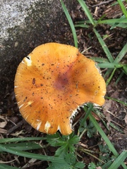 Amanita