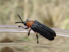 Chalepus bicolor