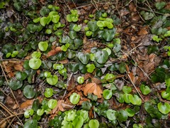 Adiantum reniforme