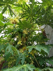 Vasconcellea pubescens