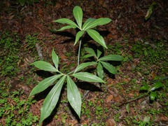 Dracunculus canariensis