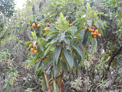 Arbutus canariensis