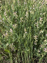 Astragalus flexuosus