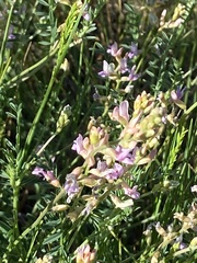 Astragalus flexuosus