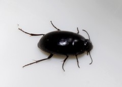 Zophosis punctata