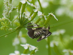 Anania luctualis