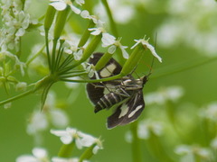 Anania luctualis