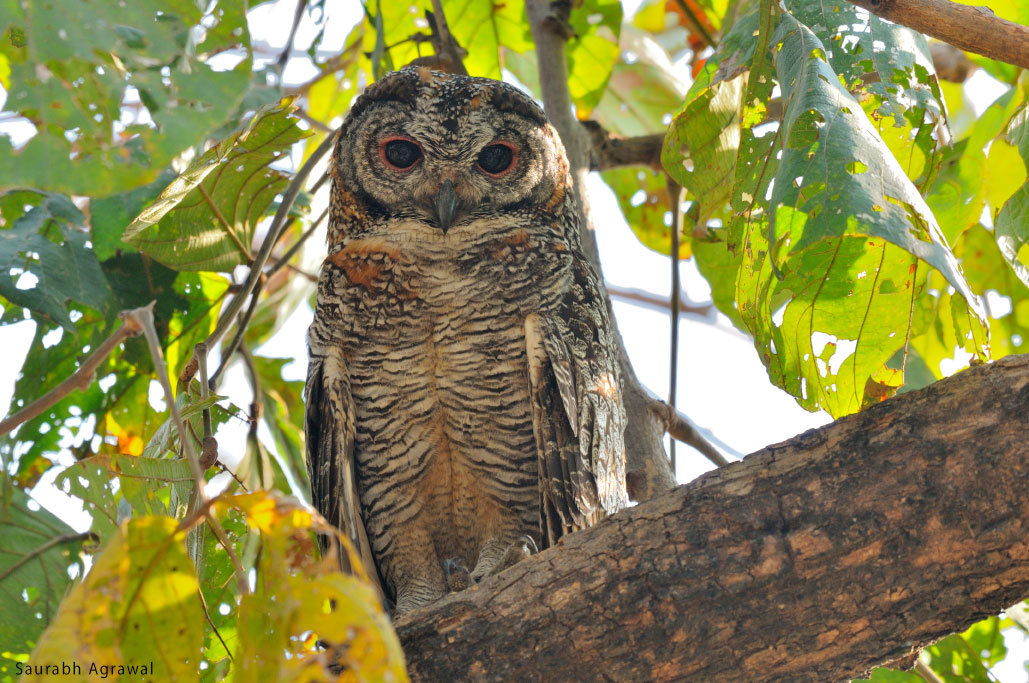 Mottled Wood Owl Scientific Name