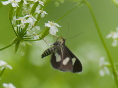 Anania luctualis