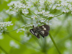 Anania luctualis