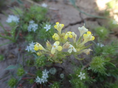 Castilleja campestris