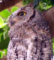 Otus senegalensis