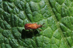 Sumitrosis rosea
