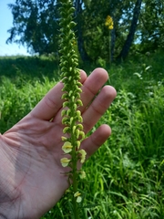 Pedicularis incarnata