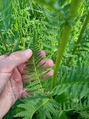 Pedicularis incarnata