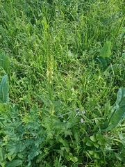 Pedicularis incarnata