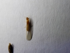 Incisitermes snyderi