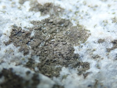 Arthonia phaeobaea