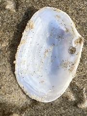 Periploma planiusculum