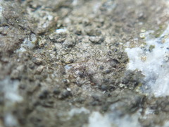 Arthonia phaeobaea